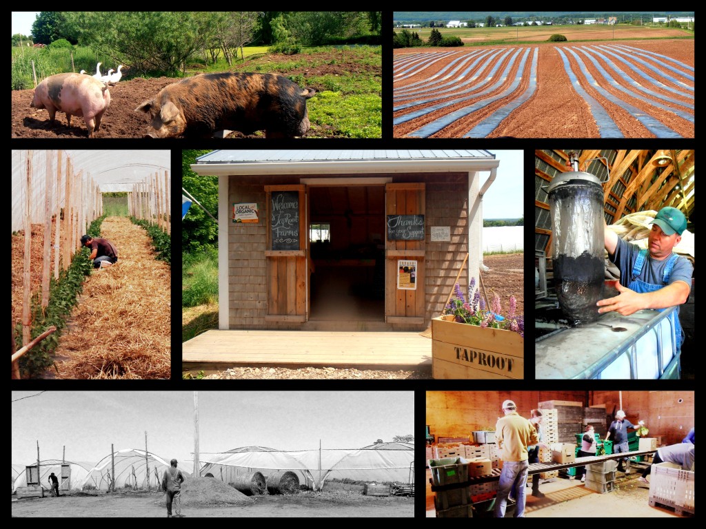 Taproot Farms