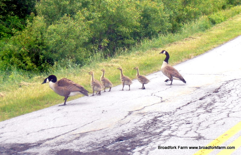 Goose family