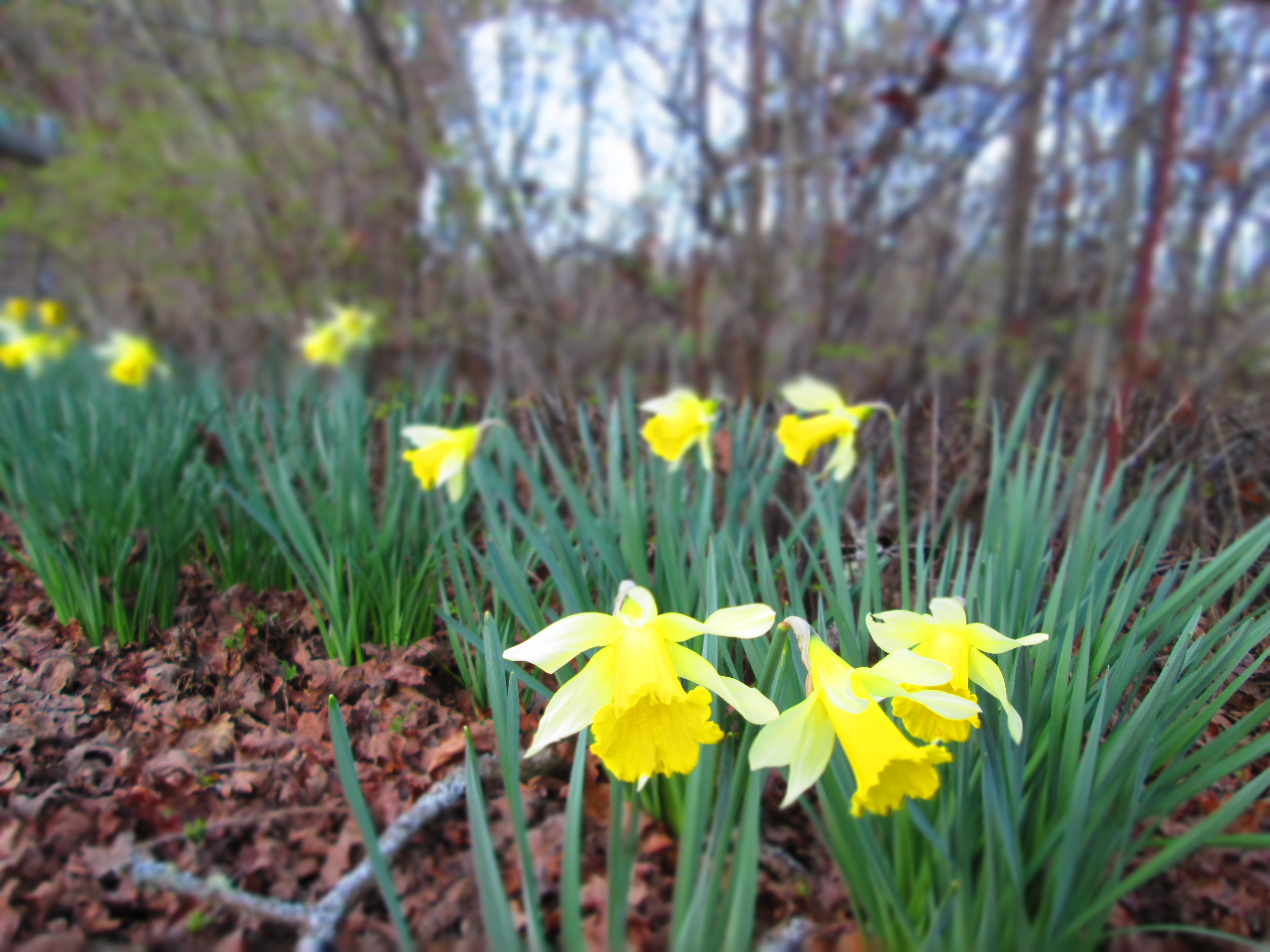 Daffodils
