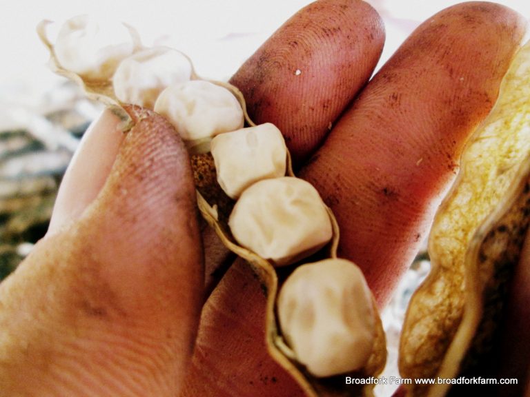 pea seed saving