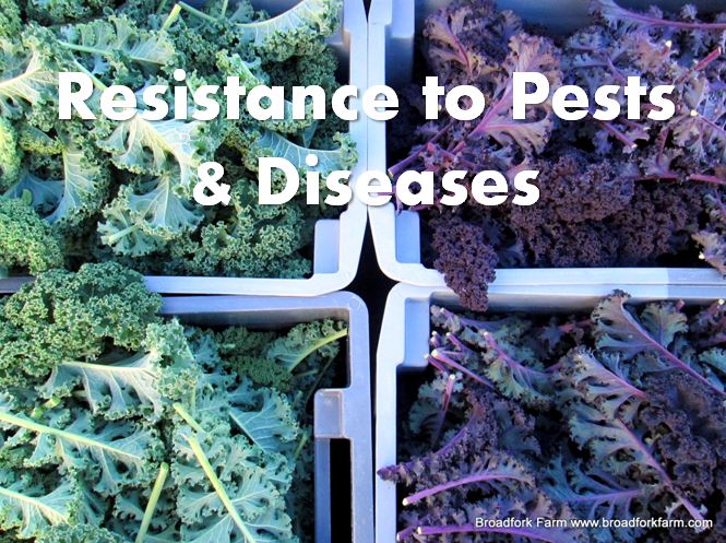 Vegetable variety resistance