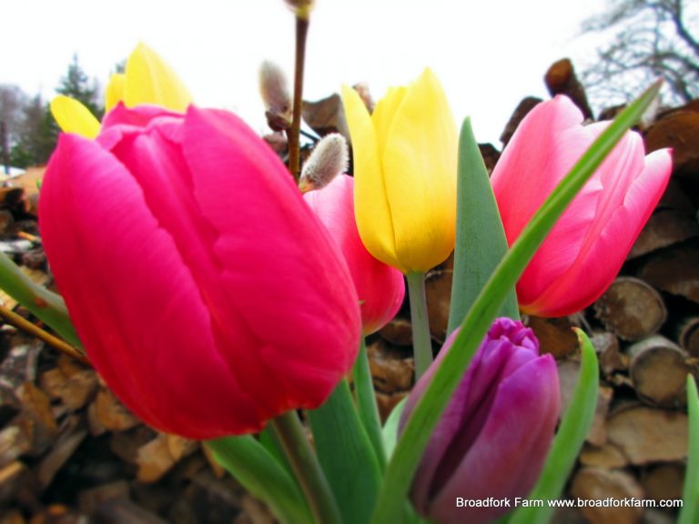 spring flowers