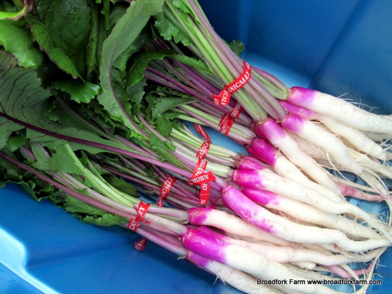 Japanese turnip