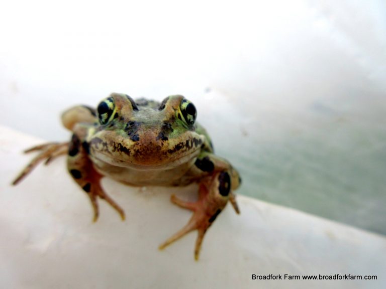 Frog on the farm