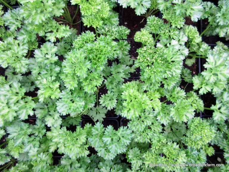 Curly Parsley