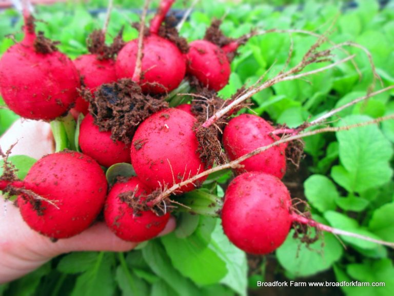 red radish