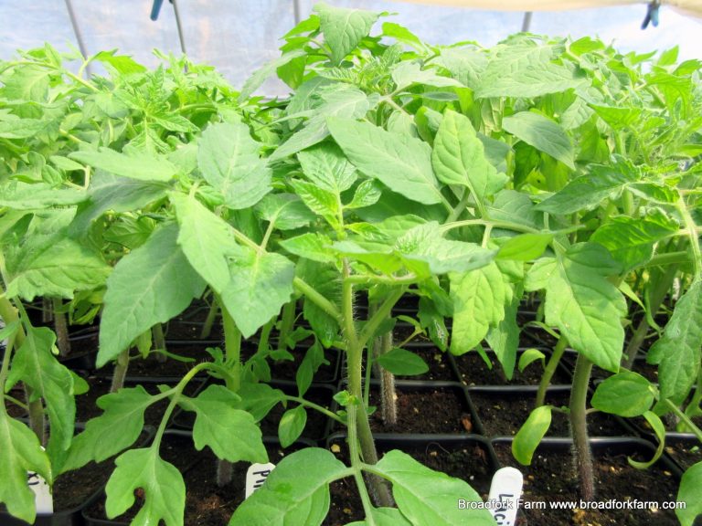 Tomato plants