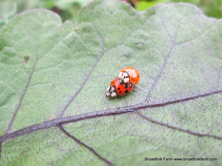ladybugs mating