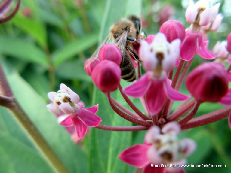 Asclepias