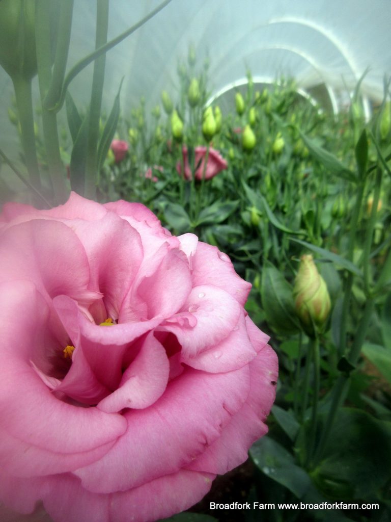 flower farm New Brunswick