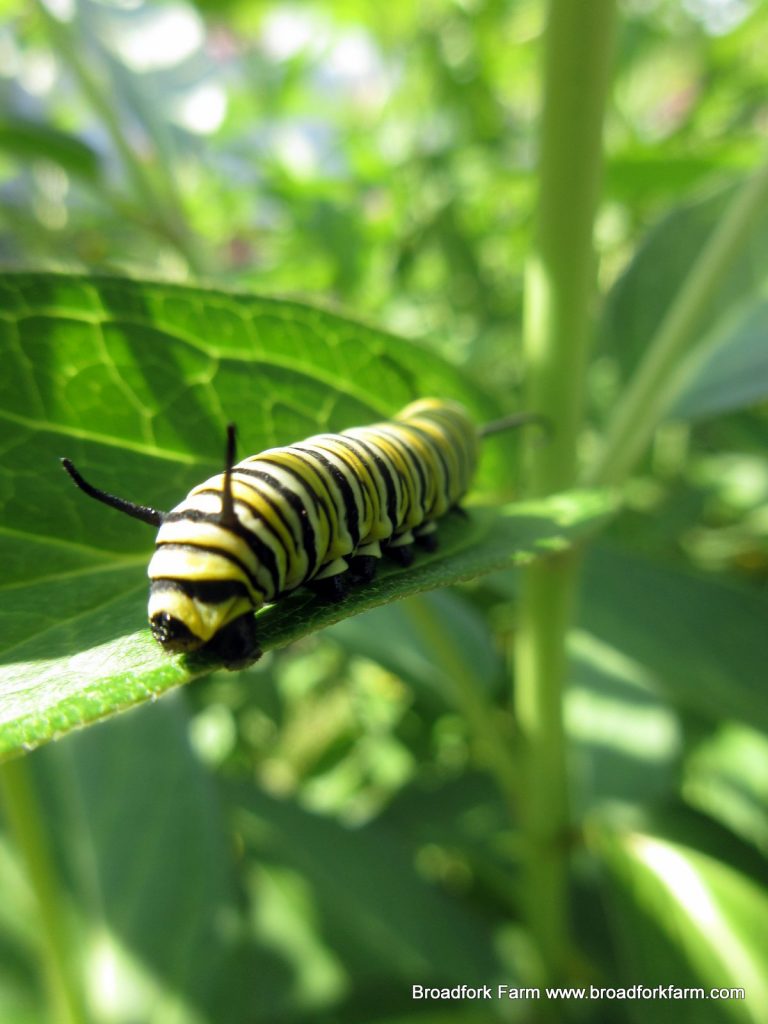 Asclepias
