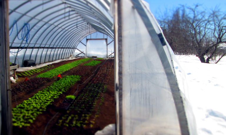 unheated high tunnel