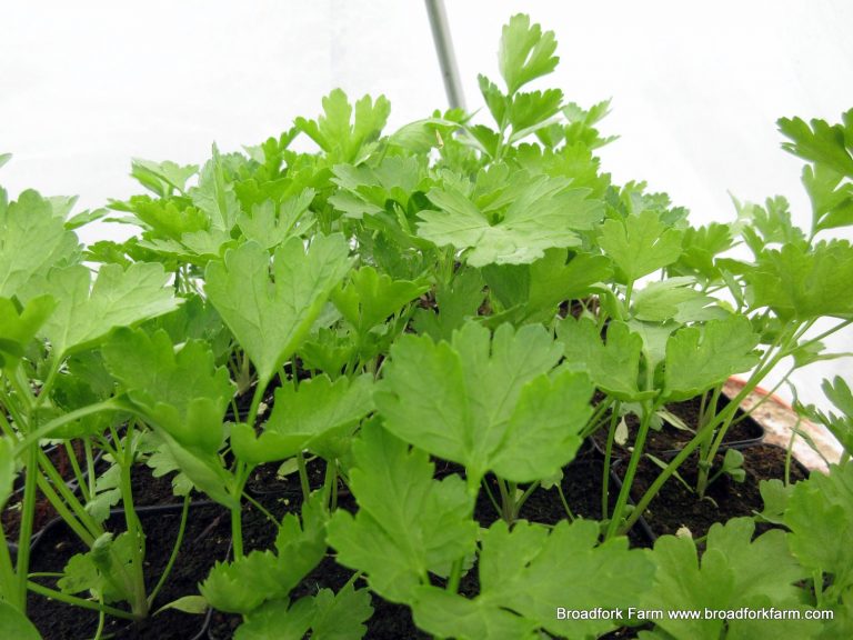 Parsley plants