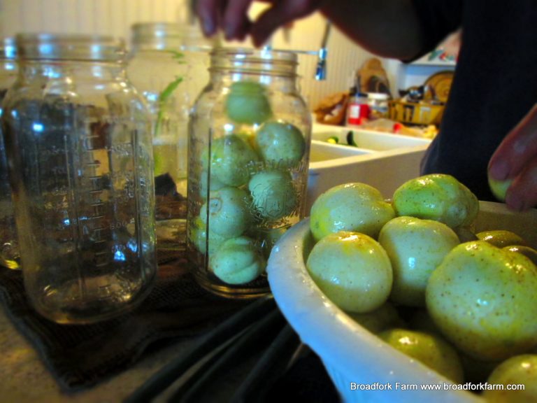 Cucumber Pickle fermenting