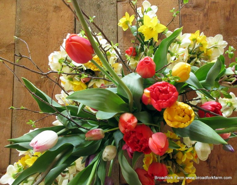 Local tulips and daffodils