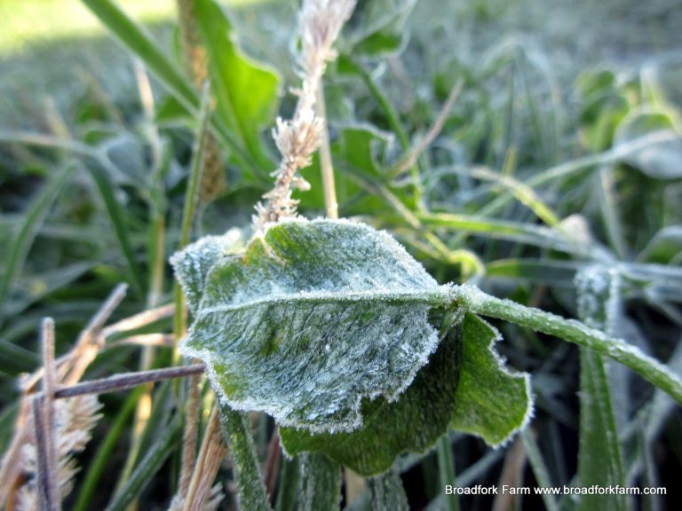 frost on a leaf