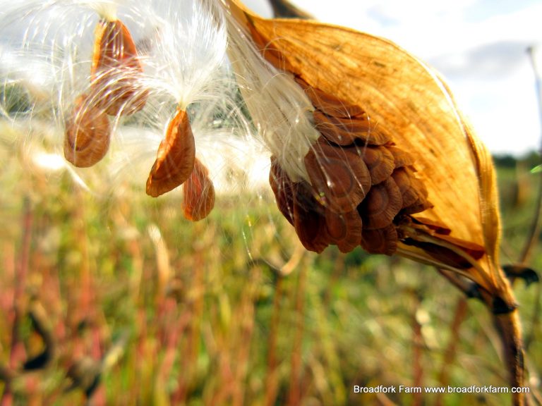Seeds from Milkweed