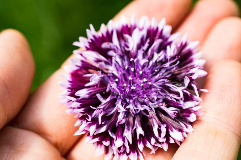 Centaurea