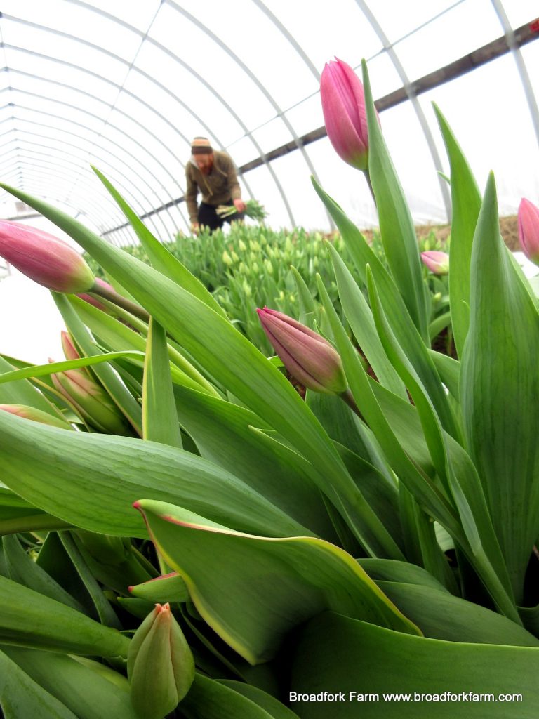 Tulips in the high tunnel