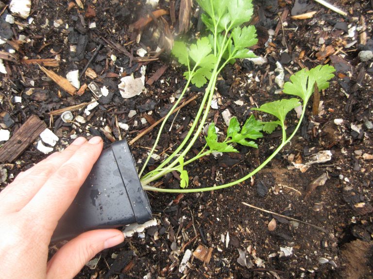 parsley seedling