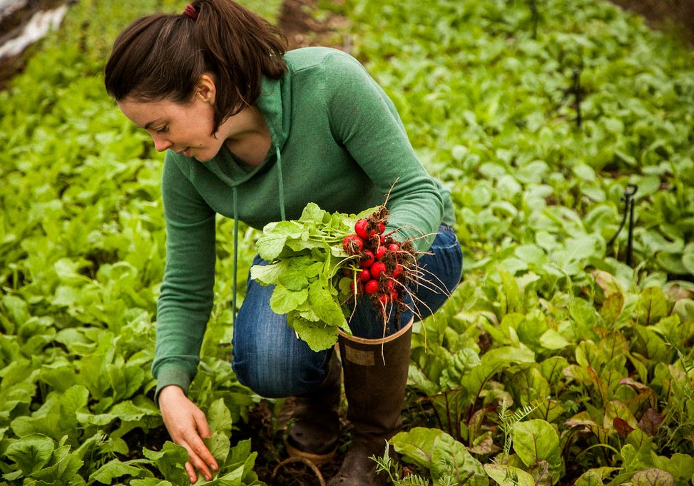 Our First Week Back At Market For The Season   S Harvesting Radishes 