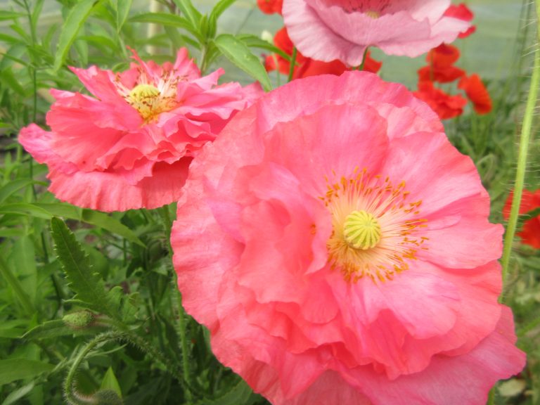 Locally grown poppies