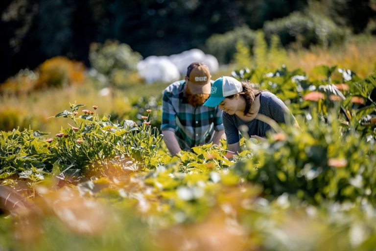Young farmers harvesting