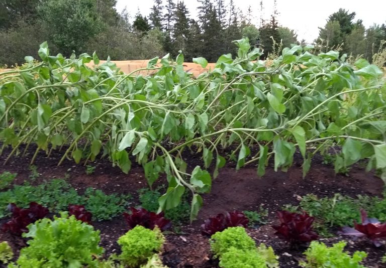 Sunflowers toppled over from wind.